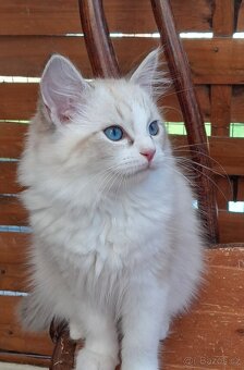 Kočičky ragdoll s PP, - 6