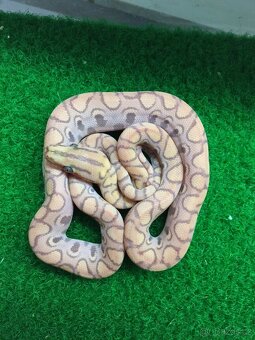 Epicrates cenchria cenchria a maurus,python regius - 6
