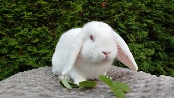 Zakrslý beránek, králíček, králík - WILLIAM - 6