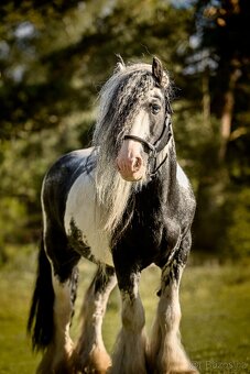 Irský cob připouštění - 6