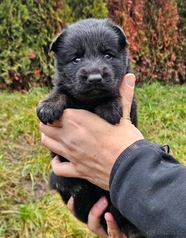 Německý ovčák - štěňata s PP - 6