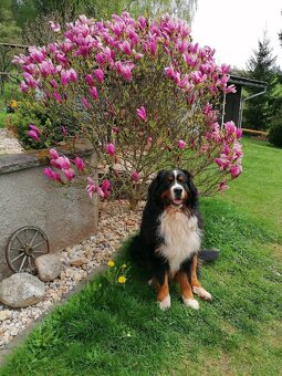 Krytí- Bernsky salašnický pes - 6