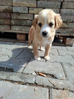 Labradorský retrívr X border kolie - 6