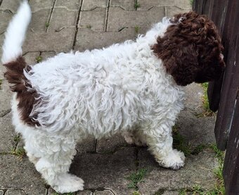 Lagotto romagnolo - pejsek - 6