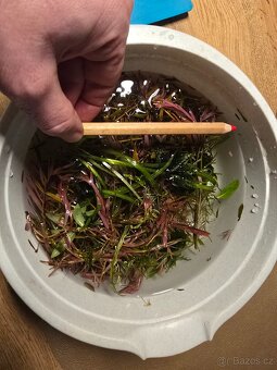 Prodám akvarijní rostliny rotala hra, javsky mech, Cryptocor - 6