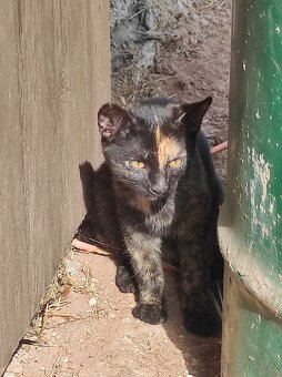 Daruji koťátka - 6