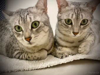 Egyptská Mau - kočička s PP - 6
