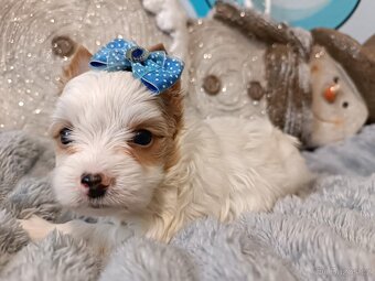 Biewer, golddust jorkšírský teriér s PP - 6