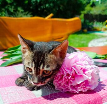 Předběžná Rezervace luxusní sněžná Bengálská koťáta s PP - 6