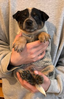 Australský honácký pes - 6