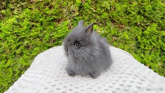 Zakrslý králík, králíček -(TEDDY)-OLAF,OLIVER,OLINA - 6