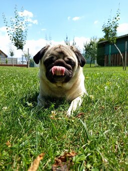 Mops ke krytí - 6