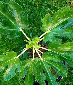 Fíkovník, Ficus Carica, Smokvoň, Brown Turkey, keře, stromky - 6