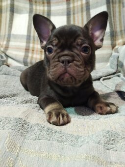 Francouzský buldoček - 6