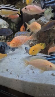 Krmení pro ryby Tlamovci Malawi - 6