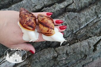 Africký šnek Archachatina marginata ovum albino body Snails - 6