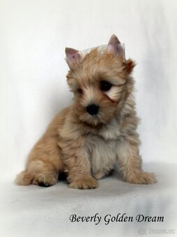 fenečky jorkšírka - yorkshire terrier - 6