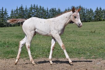 Appaloosa hřebeček - 6