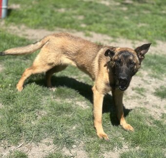 Belgický ovčák malinois bez PP - 6