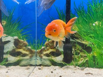 Závojnatky -ORANDA LVÍ hlava + RANCHU AAA XXL - 6