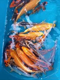 KOI KAPR. - 6