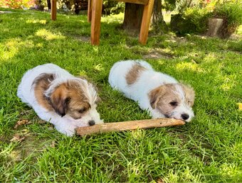 Jack Russell terier - stenata s prukazem puvodu - 6