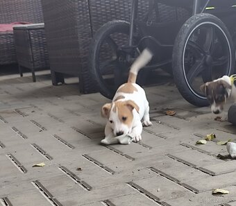 Jack Russell teriér - 6