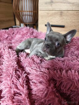 Francouzský buldoček štěňátka - 6