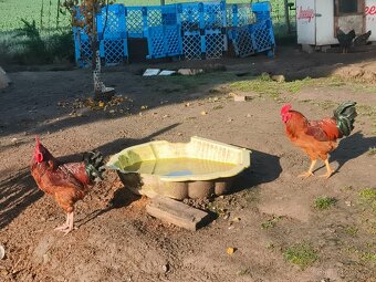 Prodám domácí kohouty a slepice - 6