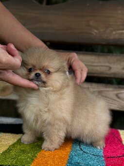 Pomeranian MINI fenečka PP FCI - 6