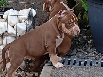 American bully pocket - 6