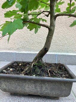 Bonsai, Bonsaj, jamadori, javor babyka - 6