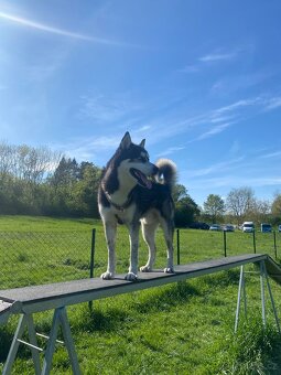 Sibiřský Husky - 6