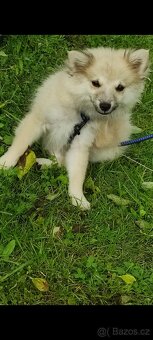 Krásné štěně trpasličí špic( mini pomeranian) - 6