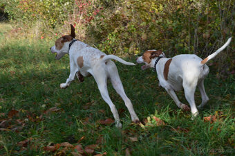 Pejsek a fenka_pointer_štěňátka_CHS z Mešinské hájovny - 6