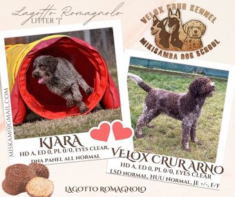 Lagotto romagnolo s PP - 6