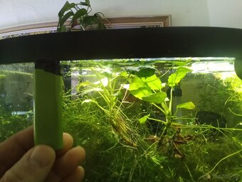 Akvarijní mechy a Anubias nana - 6