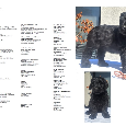 Briard s PP - 6