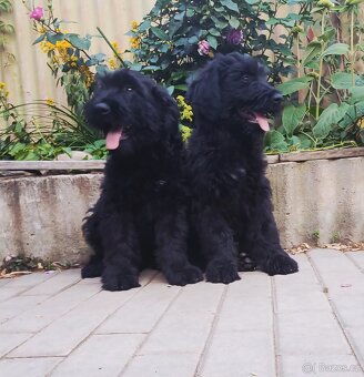 Briard s PP - 6