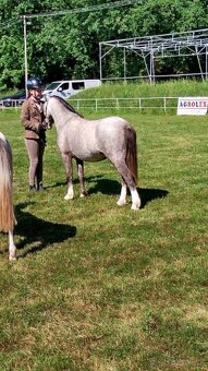 Welsh mountain Pony - 6