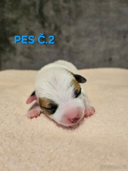 JACK RUSSELL - K REZERVACI - 6