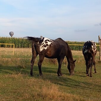 Appaloosa klisna - 6