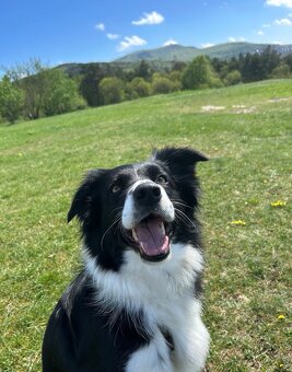 Border kolie ❤️❤️Štěně border kolie ❤️❤️❤️ - 6