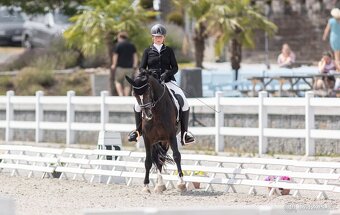 Připouštění plemenným hřebcem Welsh cob D - 6