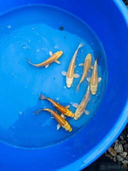 Koi kapr,karas, amur - 6