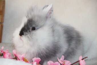 Nádherná miminka zakrslých lvíčků rhonských - 6
