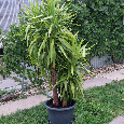 Juka obrovská 220 cm vysoká. - 6