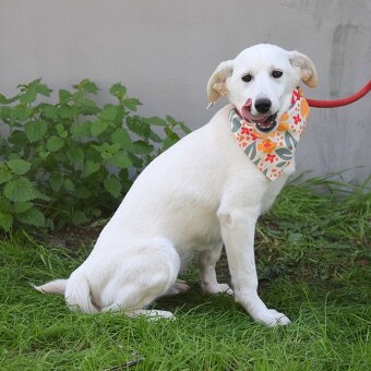 Caskaya hledá domov - 6