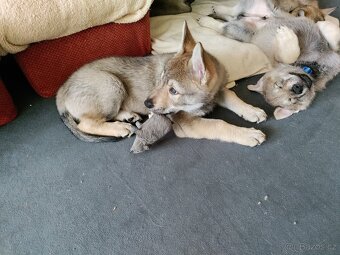 Československý vlčák - štěně s PP - 6