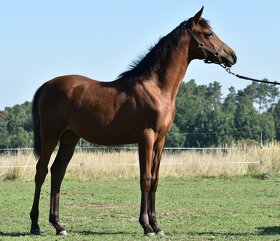 Klisna 2,5 let prodej PP arab - 6